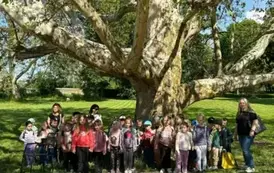 Zdjęcie grupowe dzieci przed drzewem o nazwie platan klonolistny w Kurozwękach.