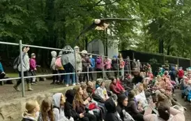 Pokaz lot&oacute;w ptak&oacute;w drapieżnych