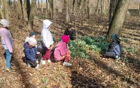 Uczniowie klasy II podziwiają przebiśniegi w przypałacowym parku.